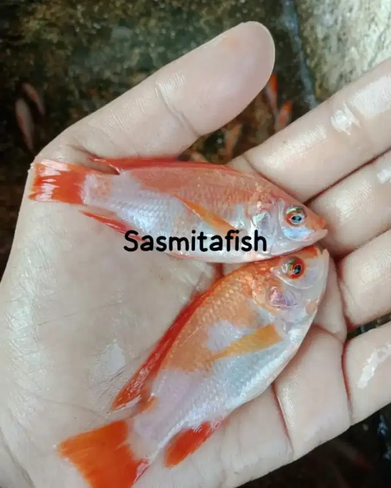 Ready bibit ikan nila merah hasil budidaya sendiri