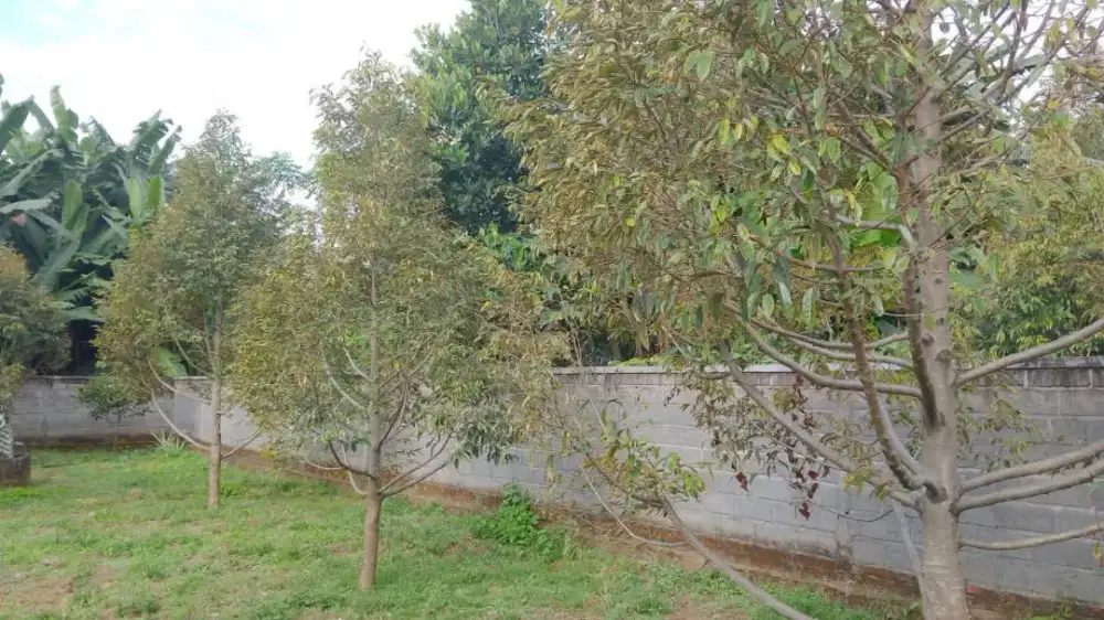 Tanah di desa panji singaraja dekat ke kota berisi kebun