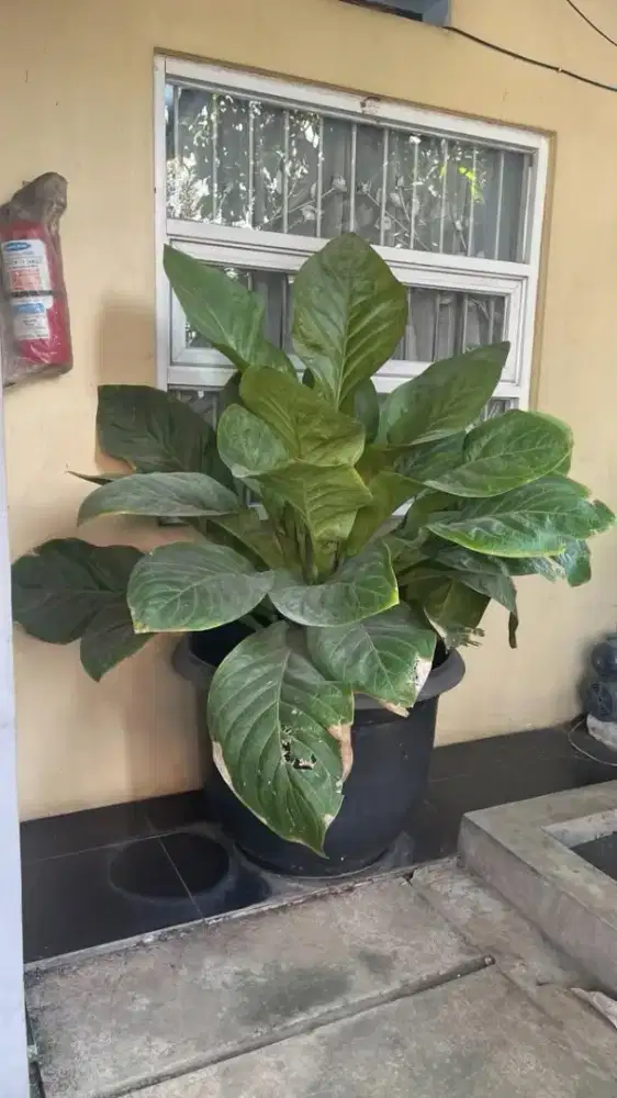 Dijual tanaman gelombang cinta anthurium plowmani