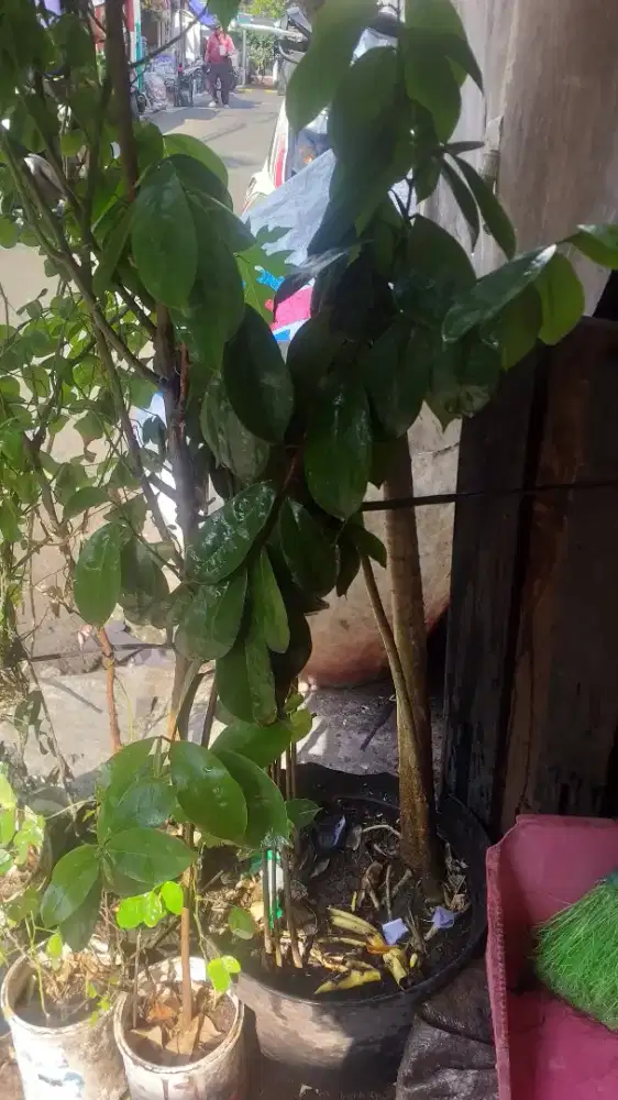 Pohon Sirsak Dari bibit