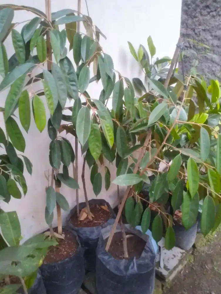 Durian 1meter up