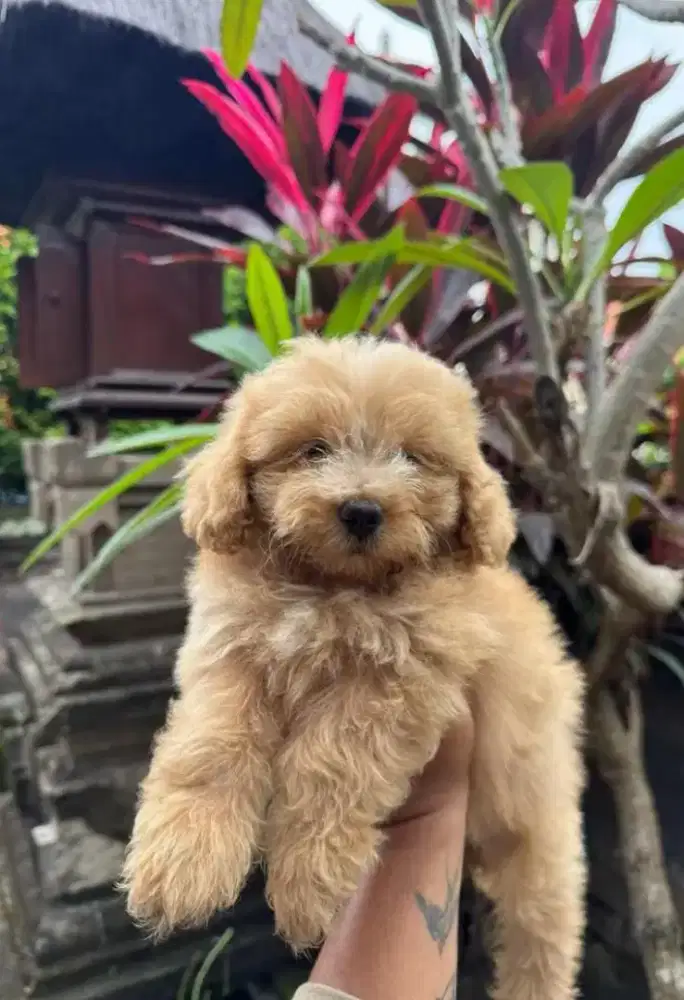 anjing toy poodle