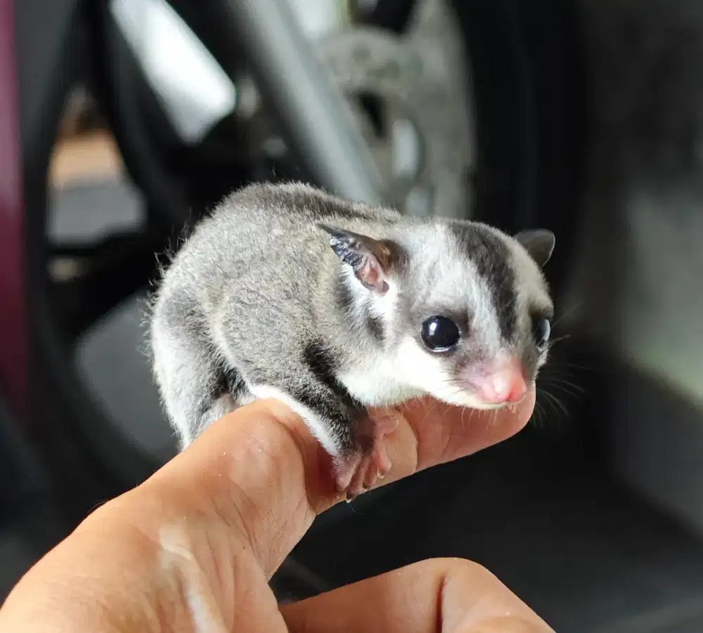 Sugar Glider 3 Minggu Sehat Siap di Adopsi
