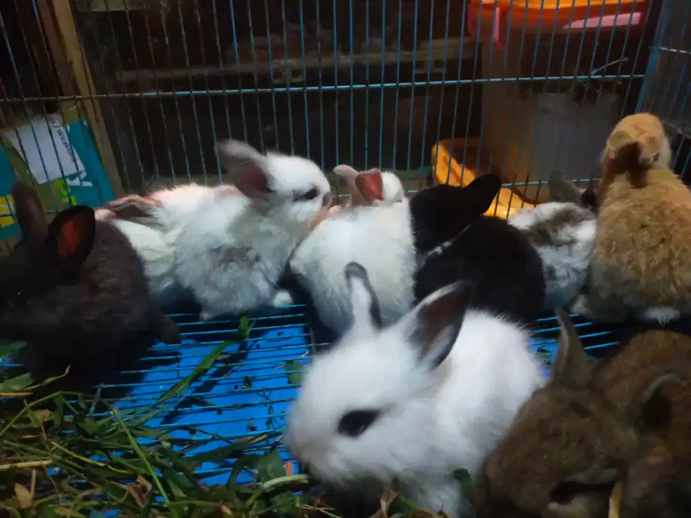 Kelinci anakan sudah mandiri