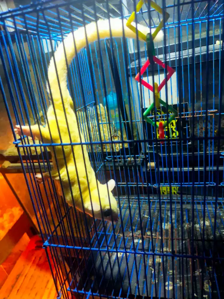 Tupai sugar glider leucistic