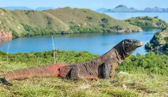 Townhouse in Komodo island