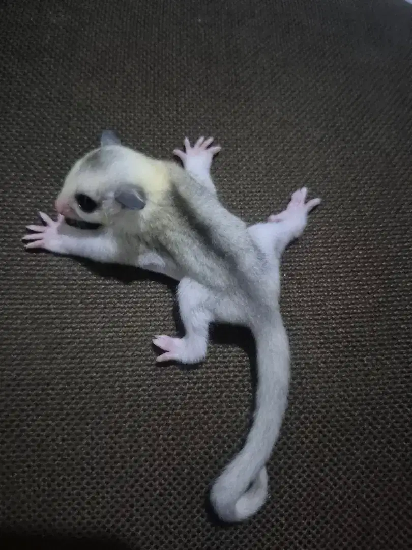 SUGAR GLIDER Mozaic & White Face BETINA