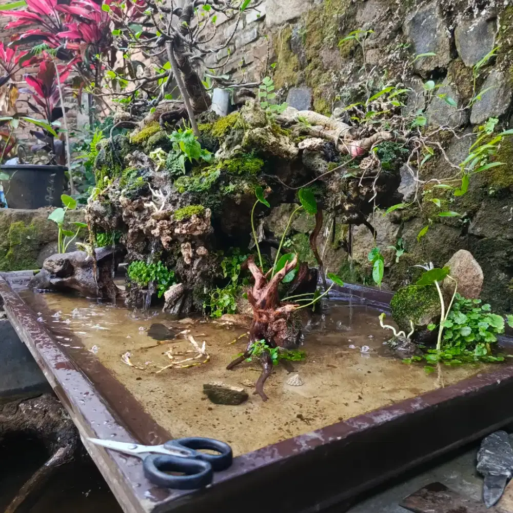 Bonsai penjing beringin silver & dolar