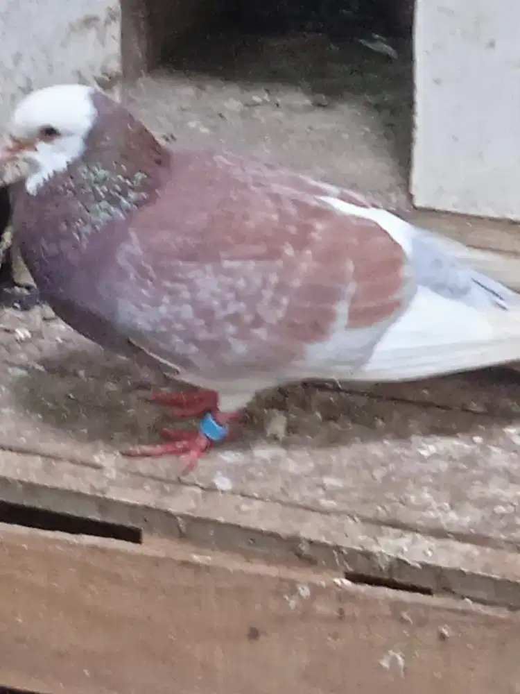 burung dara pasangan