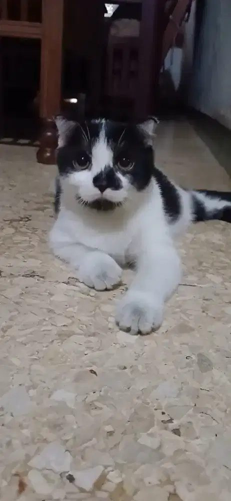 Scotish fold kitten jantan