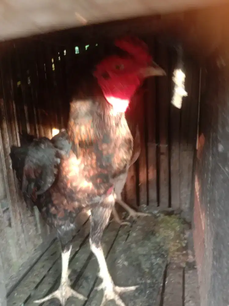 Sepasang ayam bulbi Mangon