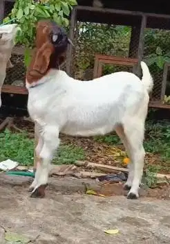 sepasang anakan kambing boer 4-5 bulanan F2 series siap ternak rawatan