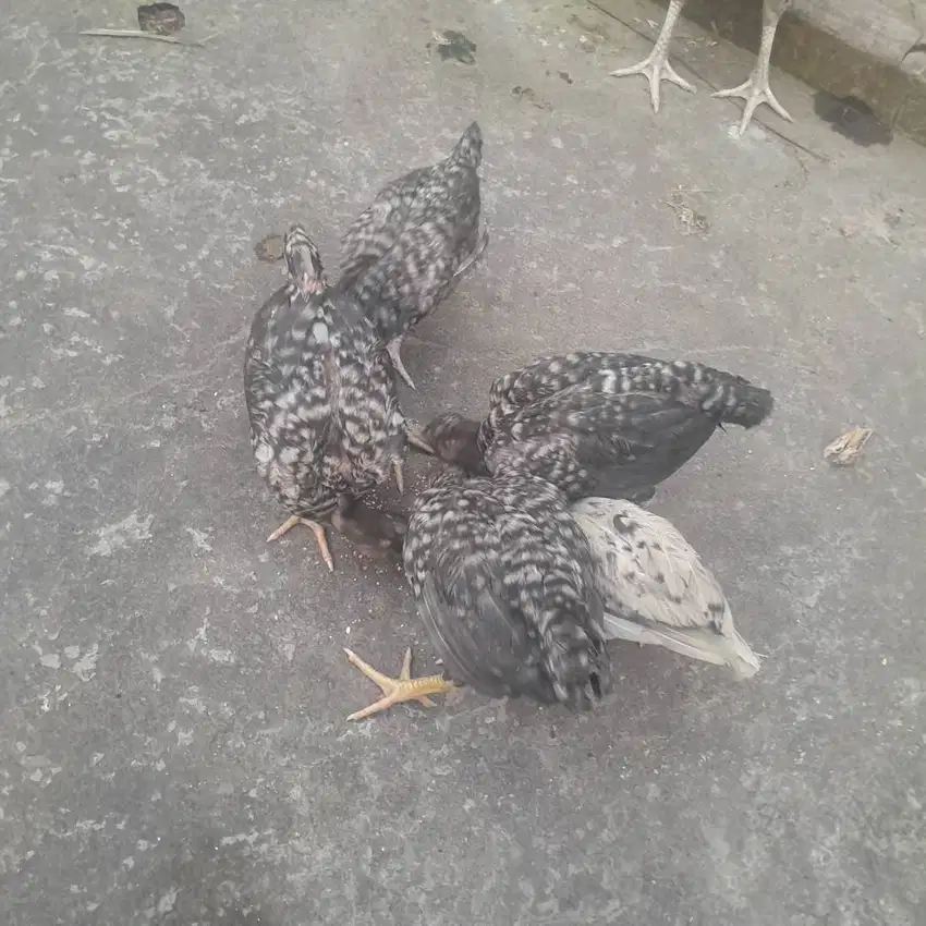Ayam babon dan anakan