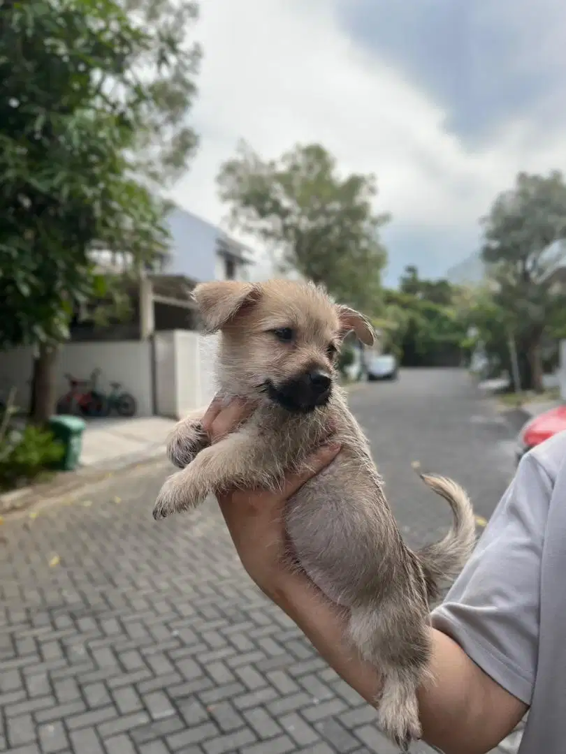 Anakan Maltipoo Jantan