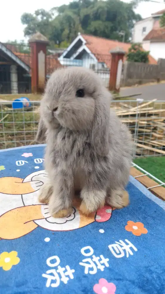 Indukan Kelinci hias Holland lop Chincila