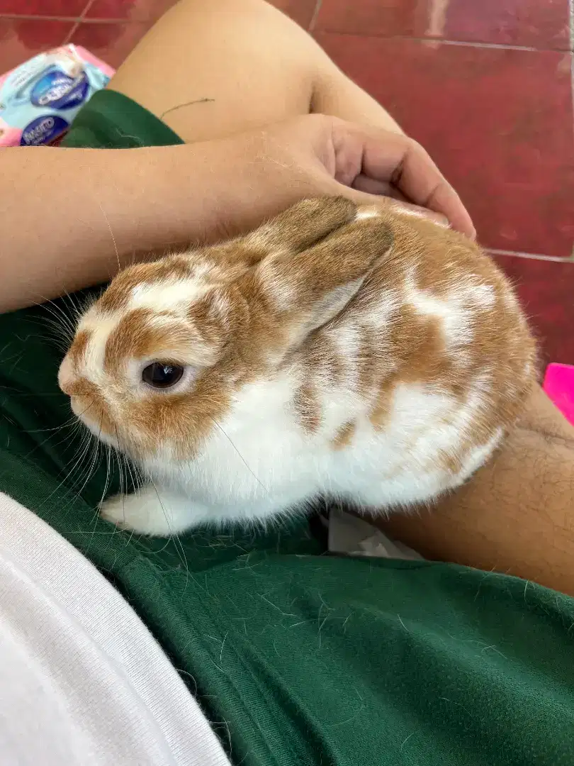 Kelinci netherland dwarf