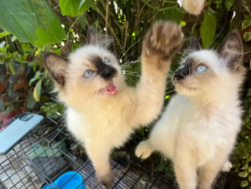 Kucing Himalaya umur 3 bulan