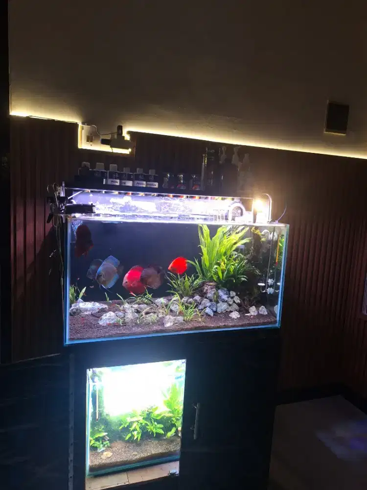 Aquarium 80cm fullset & ikan discus