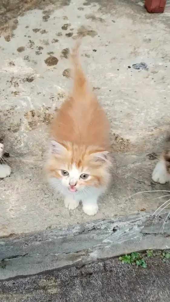 Kucing Persia lucu