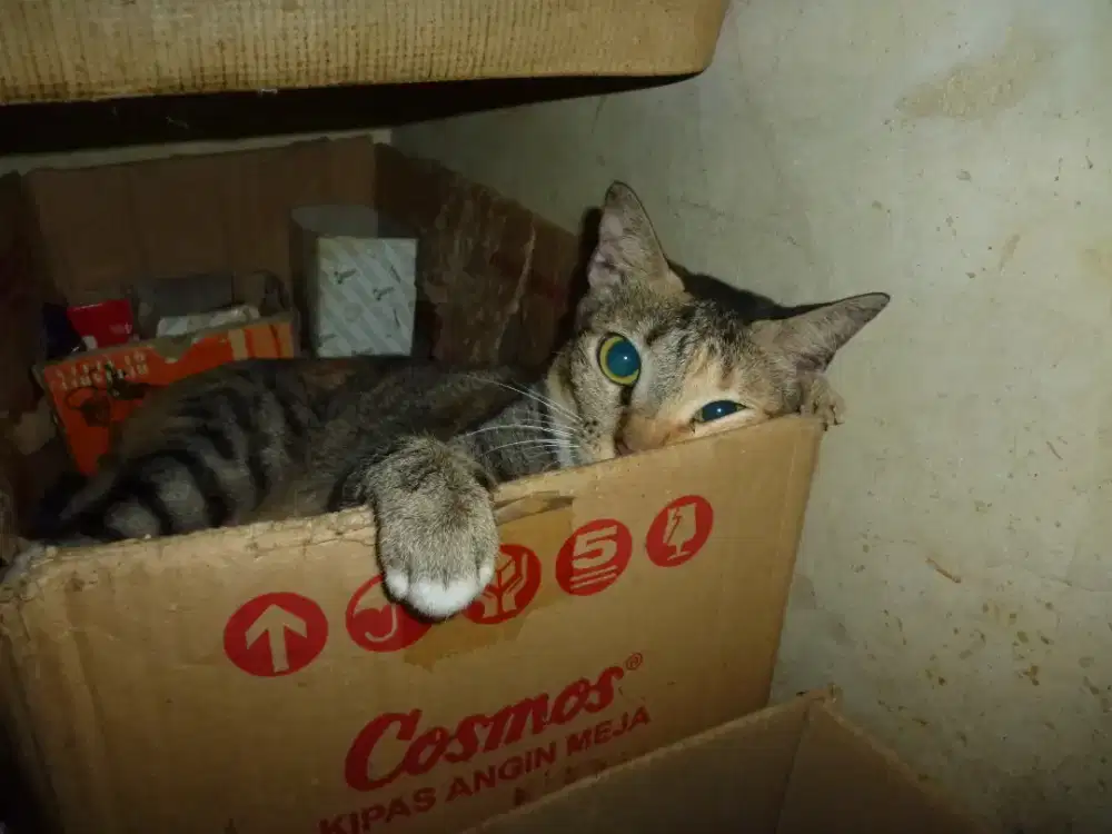 Asesorisss cat pl4f0n 9ypsum p4n99ilan