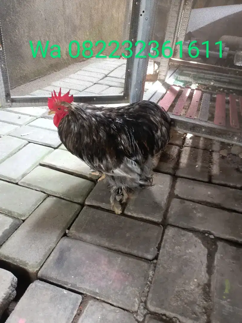 Bantam Chocin Jantan