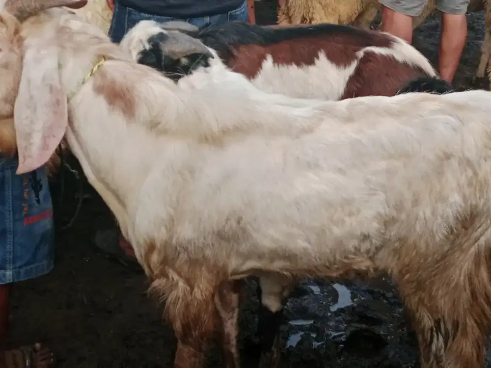 Catering aqeqah bagir