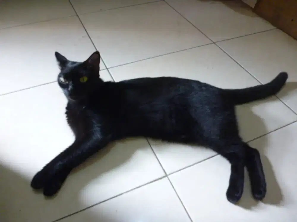 Cat black (j4s4 p4n99ilan service pl4f0n 9ypsum