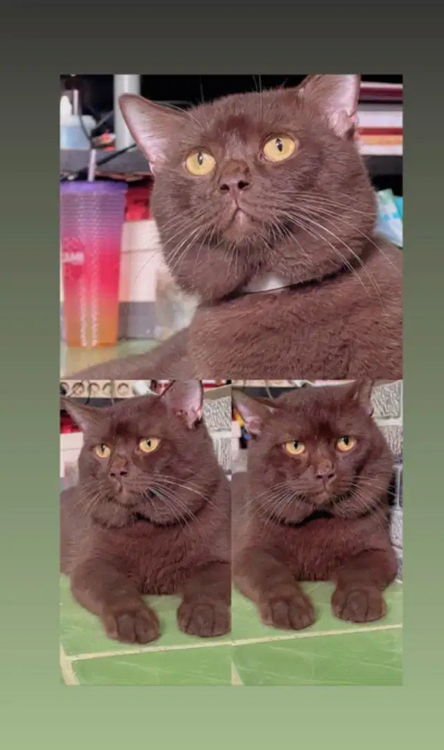 Kucing british short hair choco , Bsh choco cinnamon