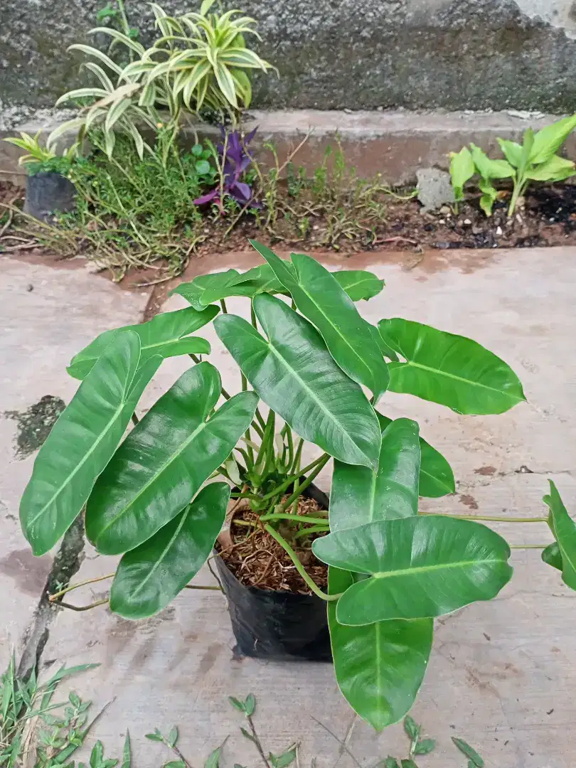 Tanaman Philodenron Burlemax