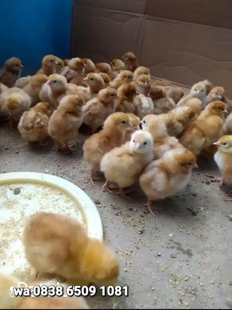 Jual DOC AYAM PETELUR -BANDUNG BARAT SIAP KIRIM FRES TETASAN