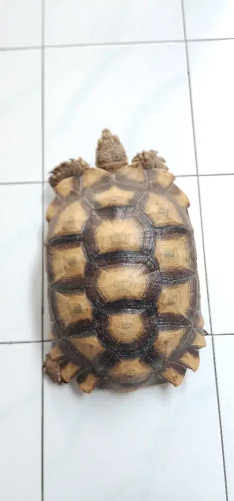 Kura sulcata jumbo