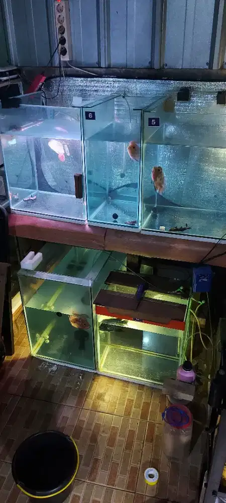 Ikan louhan borongan aquarium