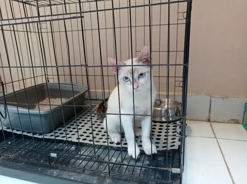 Kucing Himalaya Mix Blue Eyes Tabby Tail