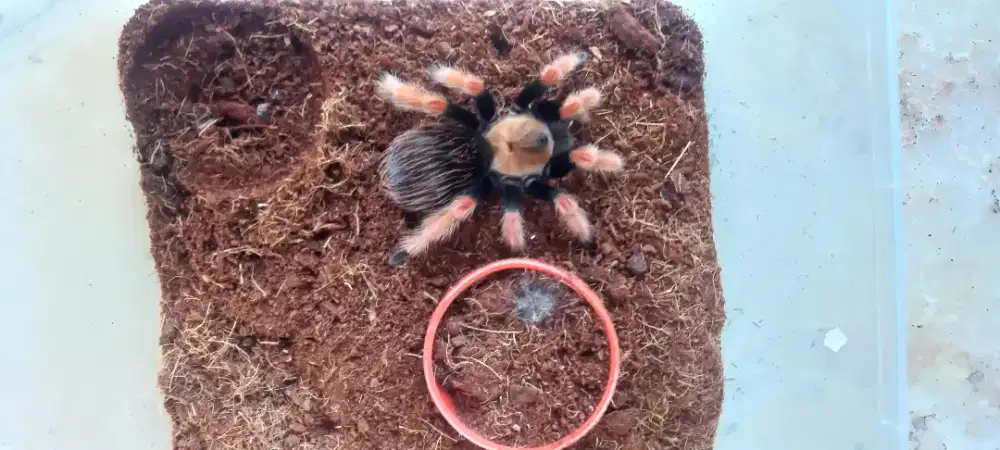 Tarantula Boehmei Female/betina ukuran big size