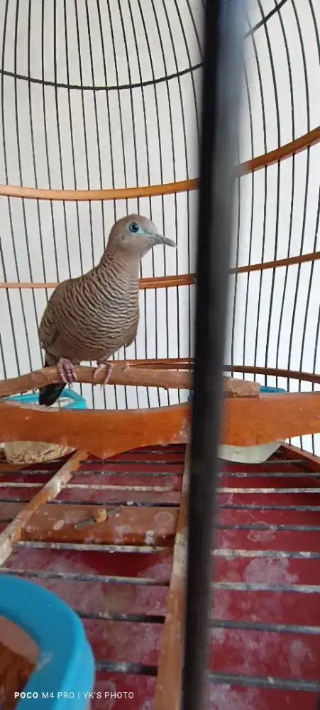 Perkutut Cemani Kolbuntet