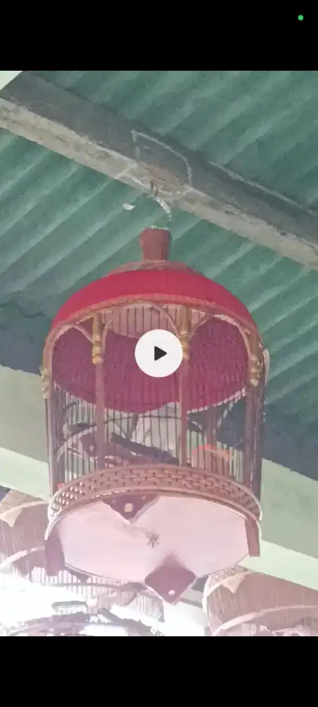 Perkutut Warna Silver