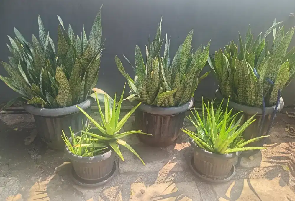 Sansivera tiger 1m + pot 60cm
