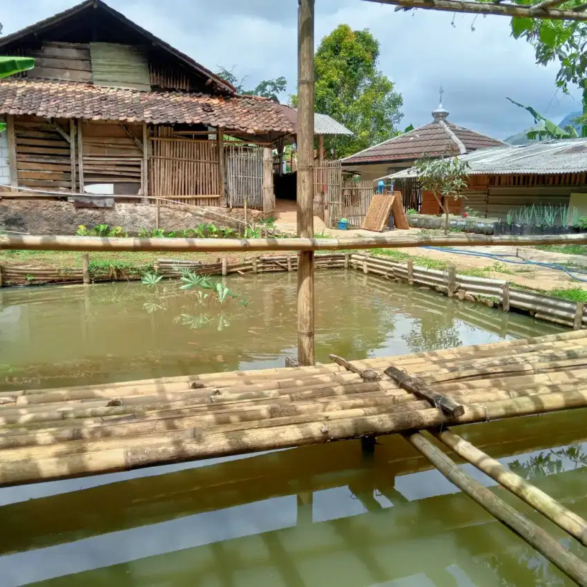 Kolam Ikan (Sumber Mata Air Langsung)