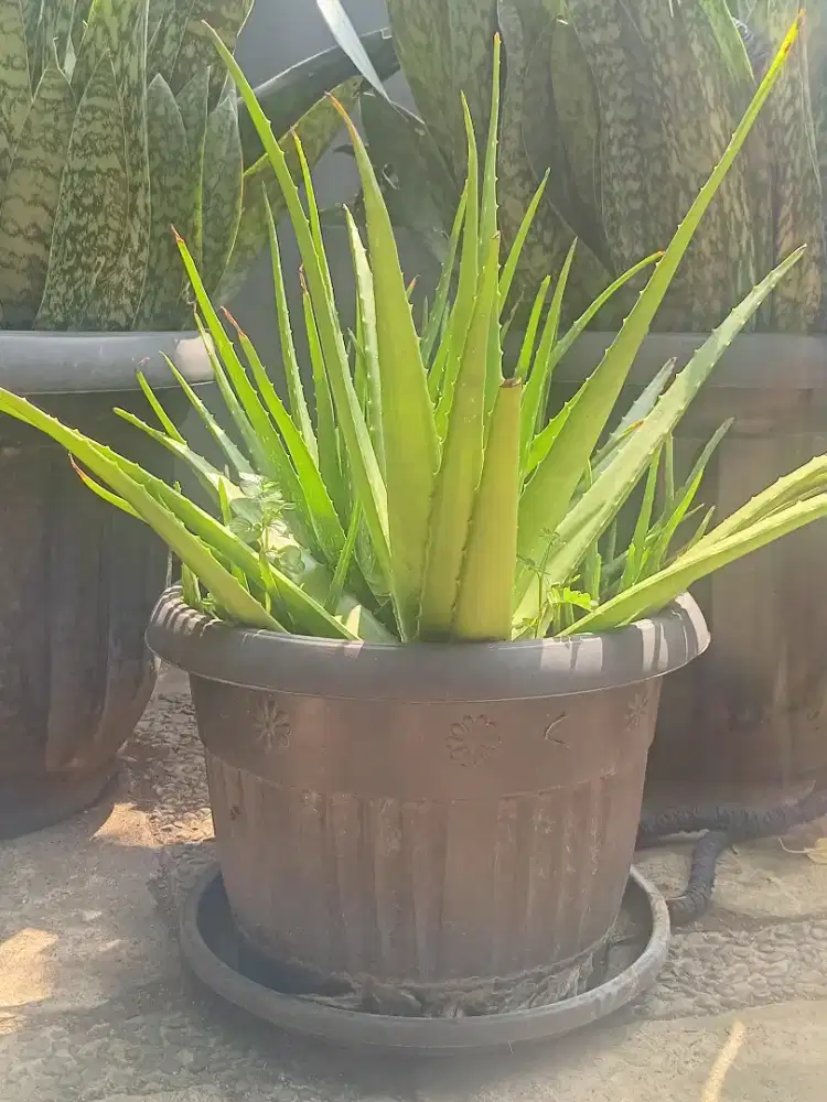 Aloevera lidah buaya + pot 40cm & tatakan
