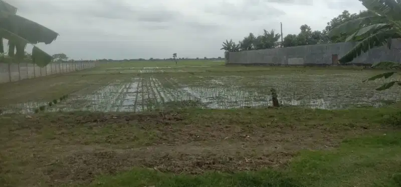 dijual tanah sawah zonah kuning samping kan kiri bayak perumahan