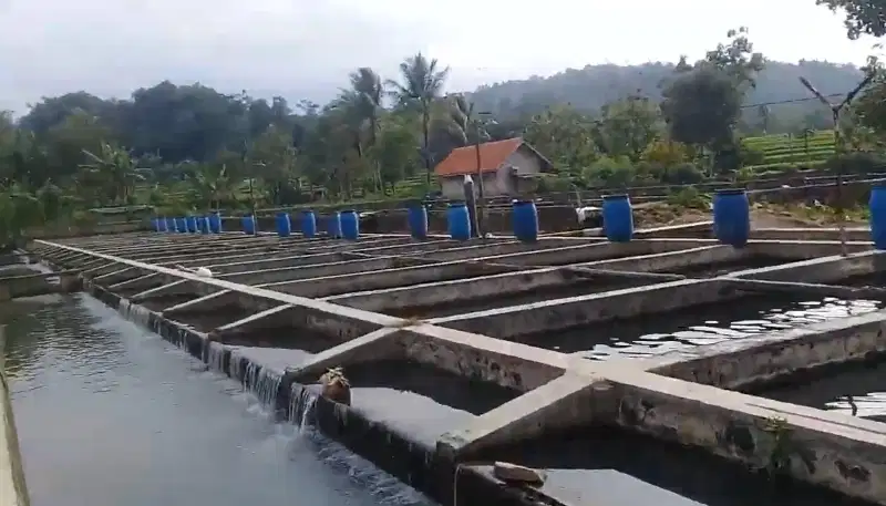 Jual Kolam Deras, Kolam Ikan, Sudah Produksi Perusahaan Prinadi