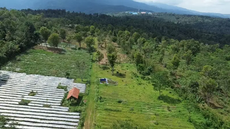 DIJUAL KEBUN : CENGKEH, DURIAN & TEH di Jl. Raya Kiarapedes - Wanayasa