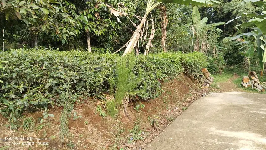 JUAL KEBUN MANGGIS DAN TEH  ||  DI WANAYASA PURWAKARTA