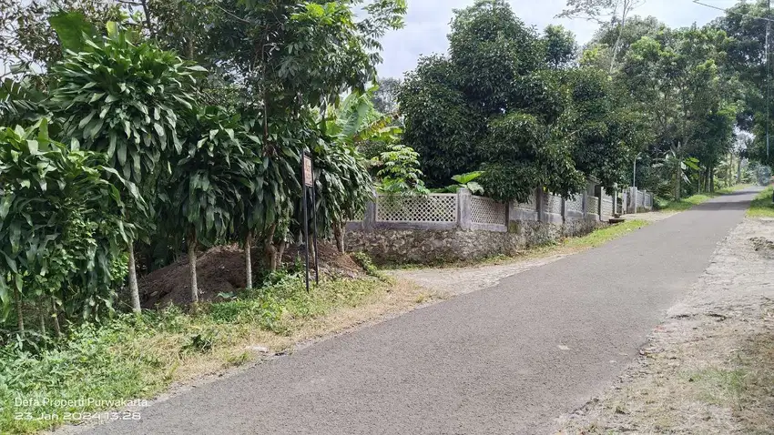 KEBUN DURIAN || MANGGIS PINGGIR JALAN SUDAH ADA SAUNGNYA