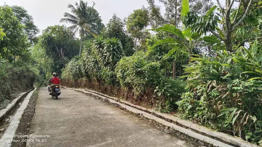 DATAR & PRODUKTIF | KEBUN MANGGIS Rp. 175.000/M² Nego
