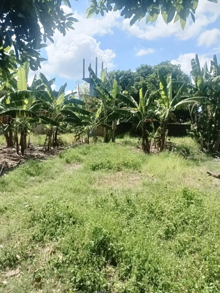 Tanah cantik murah di kawasan umalas bumbak