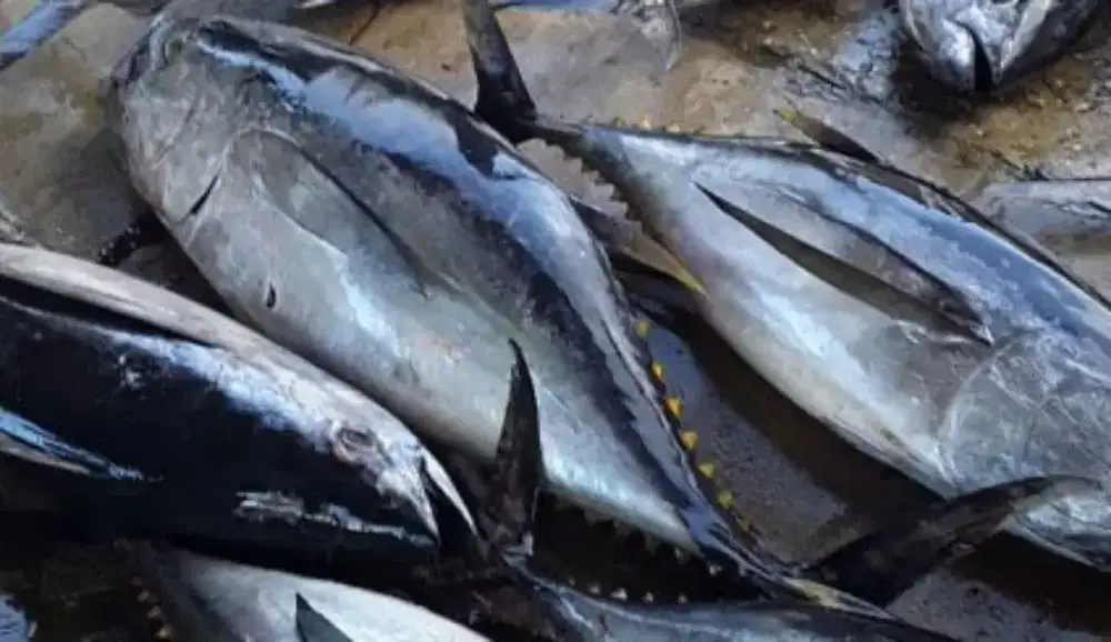 Ikan laut kapasitas Tonase Siap kontrak