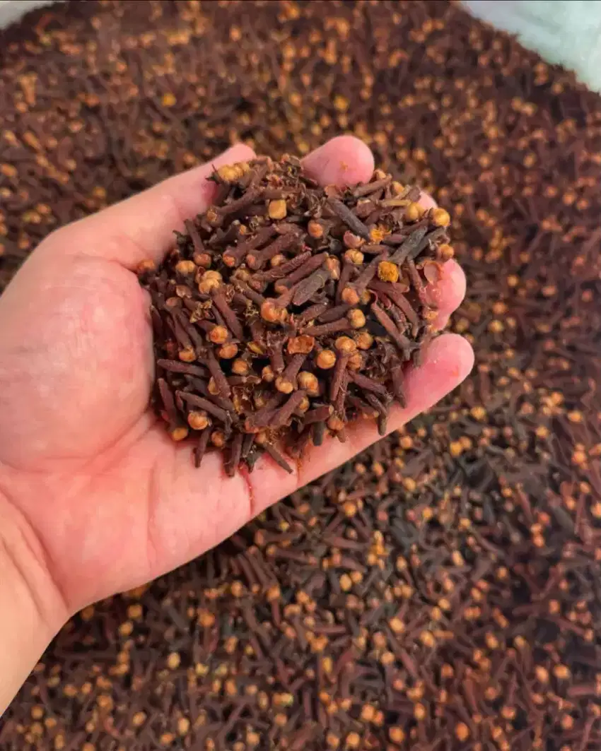 Rempah- Rempah kualitas export
