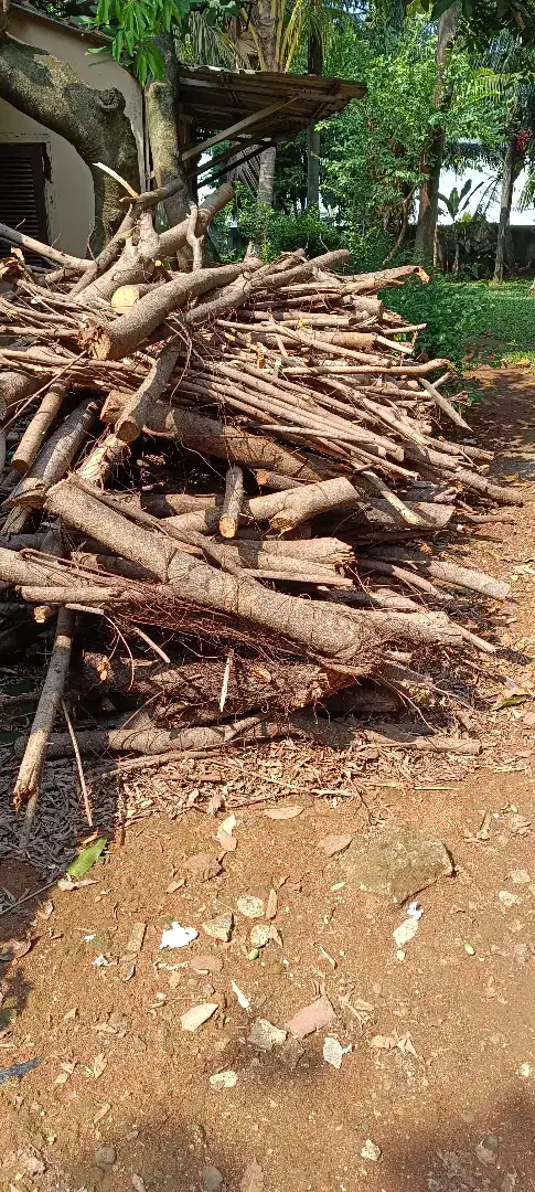 Kayu Bakar Dari Hasil Tebang Pohon