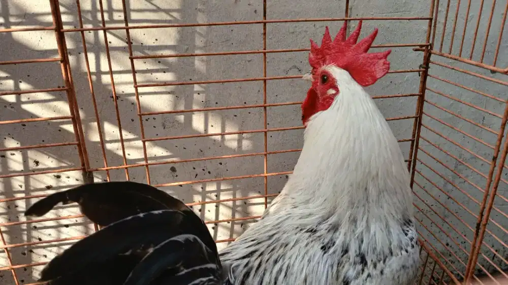 Ayam Arab /Brugo / bekisar / pelung / onagadori